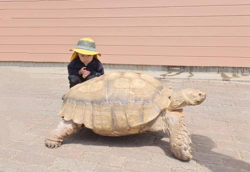 a girl sitting on top of a giant tortoise at Sakuradai House in Ichihara