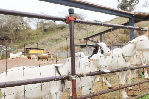 a group of goats looking through a fence at Sakuradai House in Ichihara