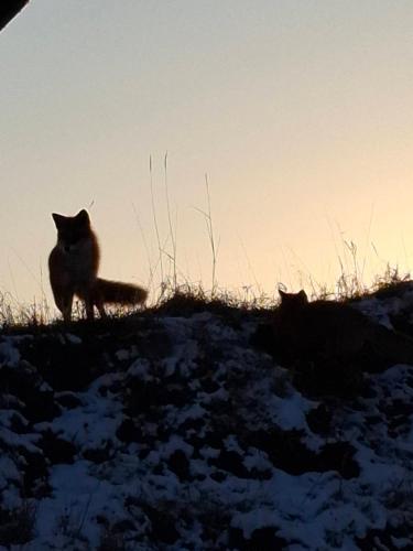 two cats standing on a hill in the snow at コテージコッタロ in Gojikkoku