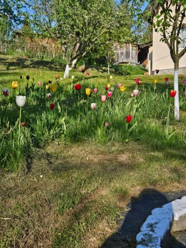 a field of flowers in a yard with trees at Casa Ana in Câmpulung Moldovenesc