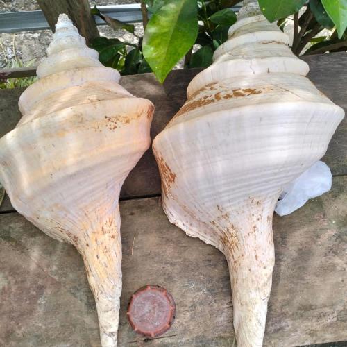 Gambar di galeri bagi Moana Raja Ampat Homestay di Poelau Mansoear