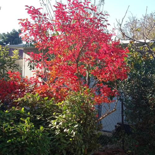 a tree with red leaves in front of a house at דצ'א - Дача - Dacha in El-Rom