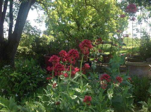 a garden with red flowers in a yard at La Maison des Roses, mit Pool in Molas