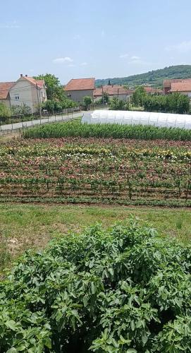 un campo de plantas en un campo de hierba en Milutovac, en Trstenik