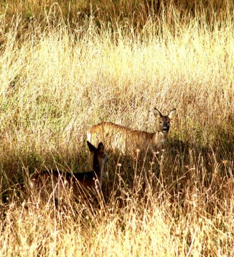 別荘の敷地内または近くにいる動物
