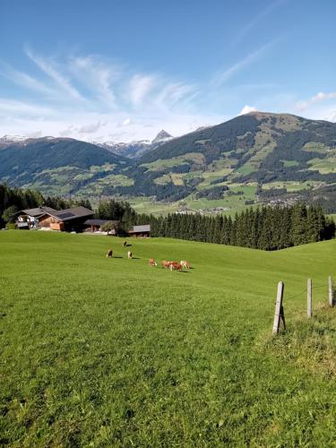 a group of animals laying in a green field at Ferienhaus Hochwimmer in Hollersbach im Pinzgau