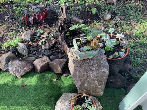 a garden with potted plants on a rock at Majestic Banya tree cabin in Mountain View