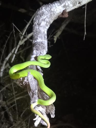 a green snake on a tree branch at night at Komodo Homestay in Komodo