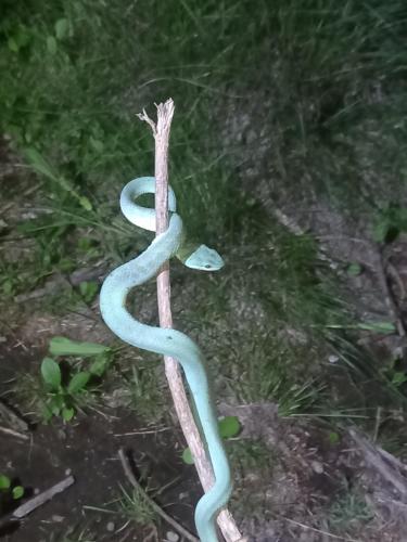 a blue snake on a stick in the grass at Komodo Homestay in Komodo