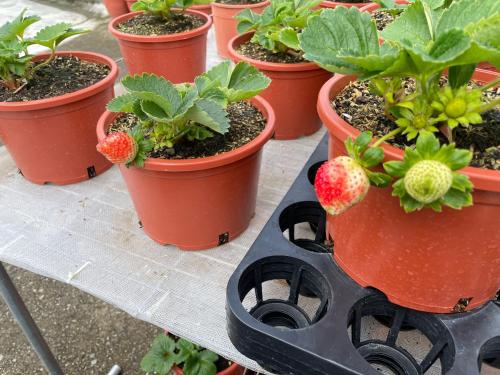a bunch of strawberry plants in pots on a stove at 佳林居 in Dahu