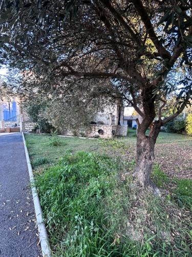 un arbre assis dans l'herbe à côté d'une rue dans l'établissement Maison familiale à Nimes, à Nîmes