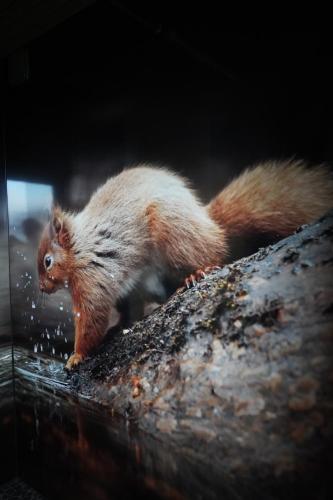 a small squirrel walking on top of a table at "Petite perle en Haute Ardenne" avec vue sur la vallée, cabine infra-rouge et bain balnéo in Lierneux