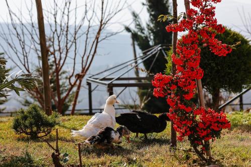 Fotografie z fotogalerie ubytování Akhatani Estate v destinaci Saguramo
