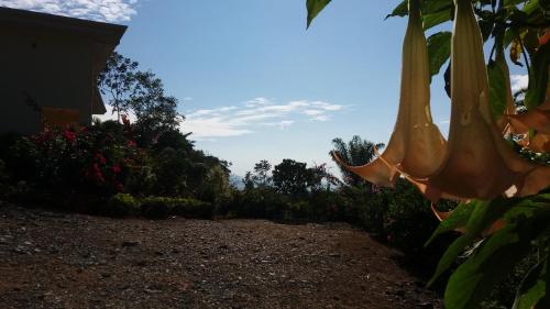 a close up of a bunch of bananas hanging from a plant at La Princesa Hotel in San Isidro