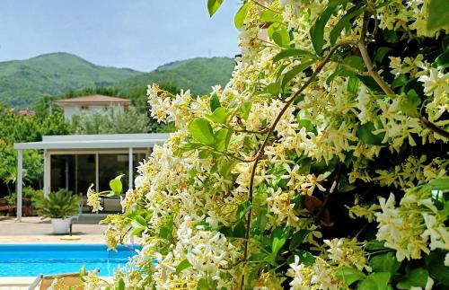 a bush with white flowers next to a swimming pool at La Residenza del Marchesato in Marano Marchesato