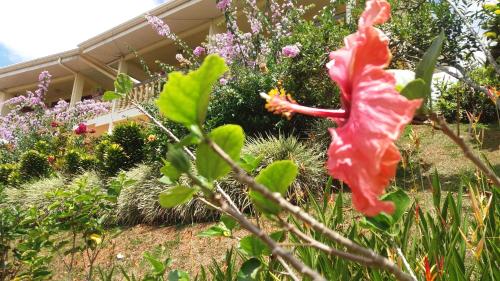 a flower in the middle of a garden at La Princesa Hotel in San Isidro