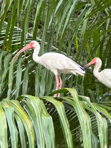 Animales en el tented camp o alrededores