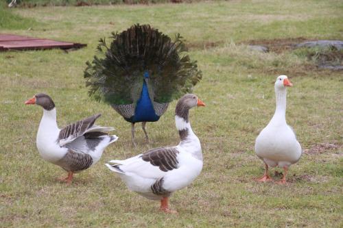 Animales en la posada u hostería o alrededores