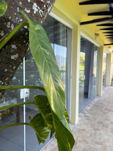 a green leaf on a tree in front of a building at Pousada Vitória Régia - Hotel Costeira in São Sebastião