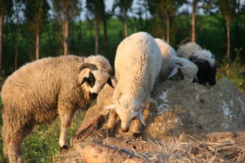 Animales en la posada u hostería o alrededores