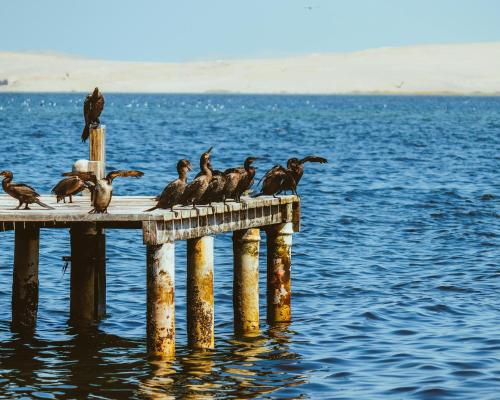a group of birds sitting on a pier in the water at Hotel Riviera Inka Paracas in Paracas