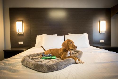 a brown dog laying on a bed at Envi Boutique Hotel Henderson-Evansville South in Henderson