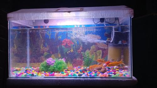 a large aquarium with many different types of fish in it at Anvi Holidayhome Alibag in Alibaug