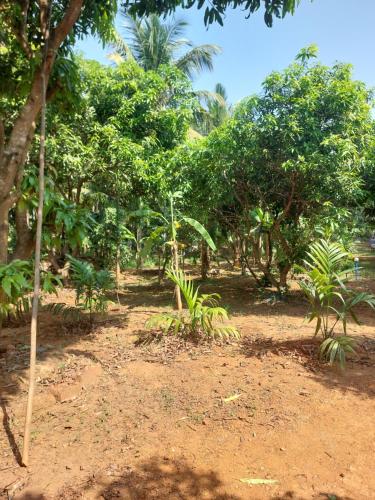 a dirt field with trees in the background at Vill Brahmi Stay Gokarna in Gokarn