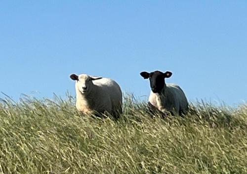two sheep standing on top of a grassy hill at Ferienwohnung Treeneglück in Friedrichstadt