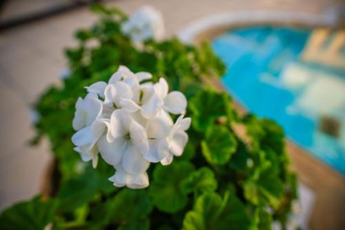 Bazén v ubytování Stunning Serene Villa with Private Pool Breathtaking Views nebo v jeho okolí