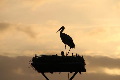 a bird standing in a nest with its babies at Hotel Thormählen in Lübeck