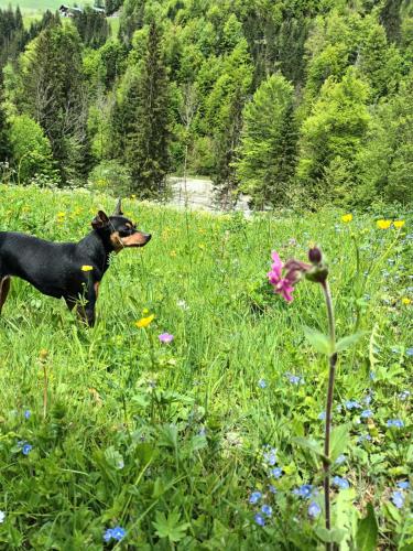 a black dog standing in a field of flowers at Ferienhütte See 4 in Seeberg