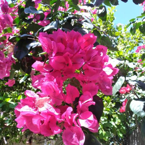 a bunch of pink flowers on a tree at Casa China & Silva, Otima Casa para praia ou descanso, proximo as Dunas da Sabiaguaba e shoppings em Eusebio e Fortaleza Ce in Eusébio