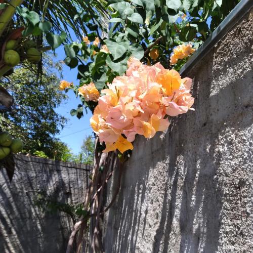 a bunch of flowers hanging on a wall at Casa China & Silva, Otima Casa para praia ou descanso, proximo as Dunas da Sabiaguaba e shoppings em Eusebio e Fortaleza Ce in Eusébio