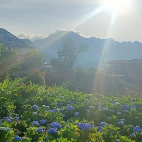 ein Garten mit blauen Blumen und der Sonne scheint in der Unterkunft Coza Inn in San Remigio