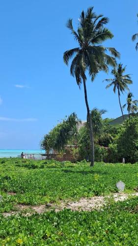 a palm tree in a grassy field next to the ocean at Lala House by Masala Living in Jambiani