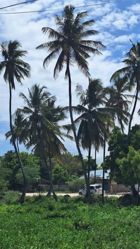 a group of palm trees in a field with a car at Lala House by Masala Living in Jambiani