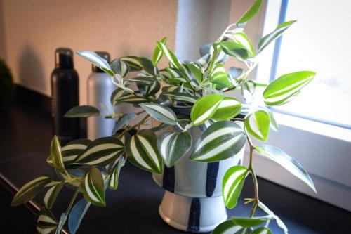 a plant in a vase sitting on a table at Ferienwohnung in Elz bei Limburg an der Lahn in Elz