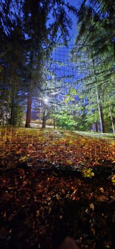 a view of a forest with leaves on the ground at Flamignano relax e natura in Tossicia