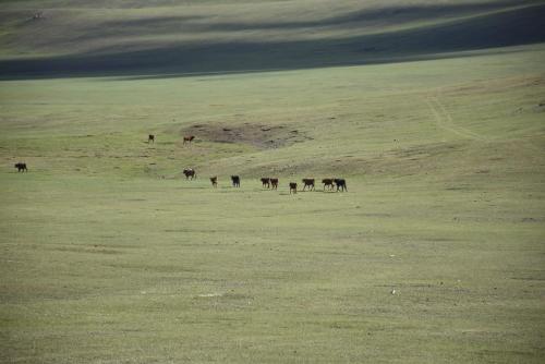 a group of horses grazing in a field at Nomad Equestrian Stable in Dzuunmod