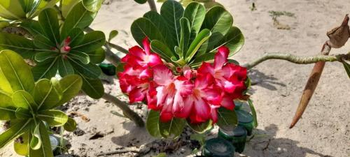 Jardín al aire libre en Flamingo Beach