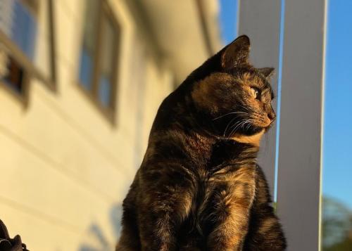 a cat sitting on a window sill looking outside at Lighthouse Apartment - Tūtūkākā in Tutukaka