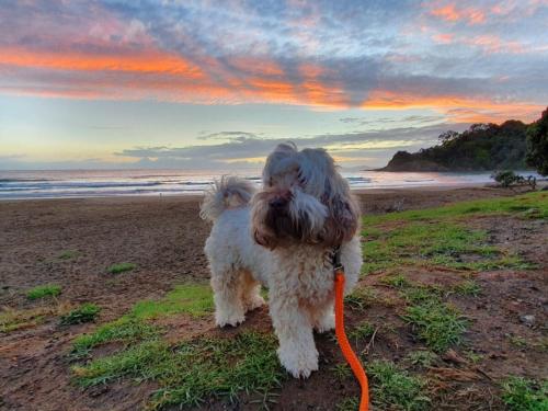 a dog on a leash on the beach at Lighthouse Apartment - Tūtūkākā in Tutukaka