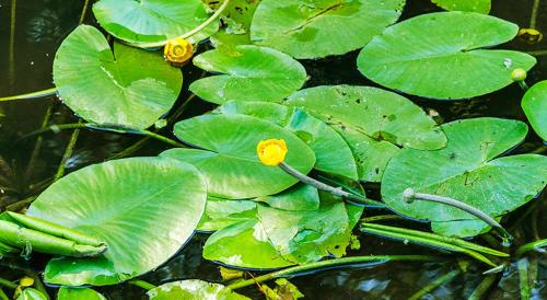 Billede fra billedgalleriet på Landhotel Mappacher Hof i Bruck in der Oberpfalz