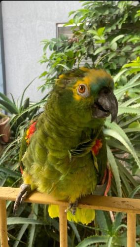 a green parrot sitting on a wooden stand at Casa do Loro Hospedagem in Curitiba