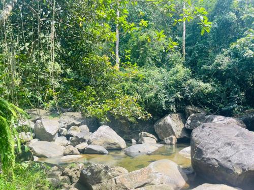 a stream of water with rocks and trees at Palabaddala Tea and Eco Lodge in Ratnapura