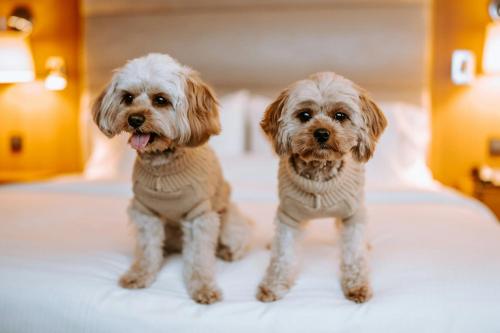 two dogs sitting on top of a bed at The Westin Warsaw in Warsaw
