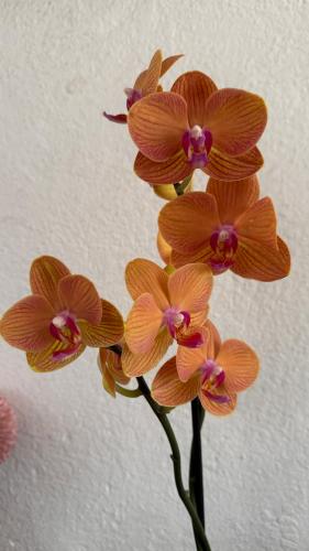 a group of orange orchid flowers in a vase at CASA DE LAS FLORES in Guatemala