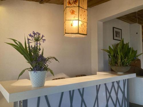 two potted plants sitting on a counter in a room at Acacia Inn in Horton Plains