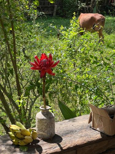 a red flower in a vase on a wooden table at mehome in Cư Chinh